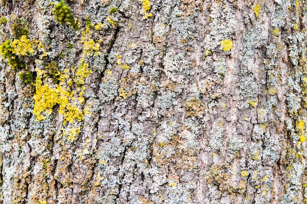 Texture d&#39;écorce d&#39;arbre rugueux