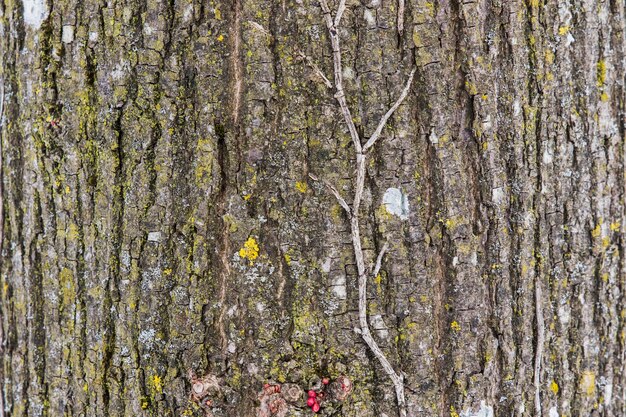 Texture d&#39;écorce d&#39;arbre rugueux