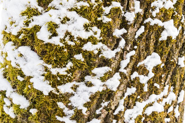 Texture d&#39;écorce d&#39;arbre rugueux