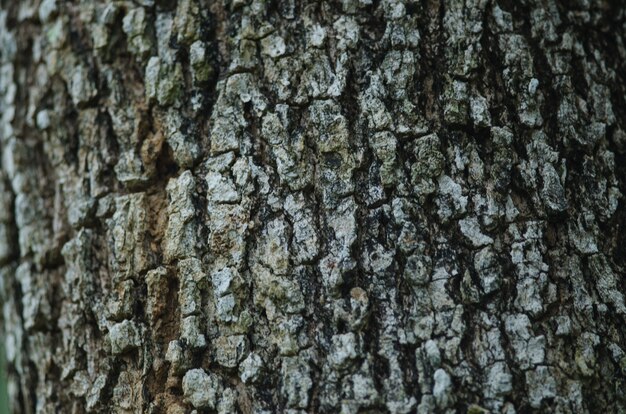 Texture d&#39;écorce d&#39;arbre