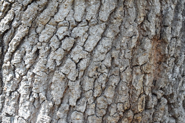 Texture de l'écorce d'arbre