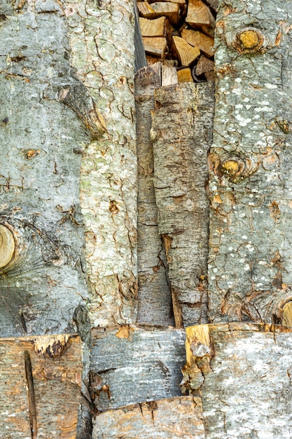 Texture D'écorce D'arbre