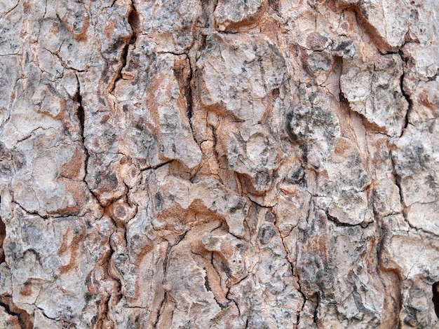 Texture d&#39;écorce d&#39;arbre