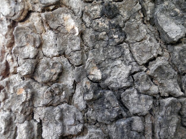 Texture d&#39;écorce d&#39;arbre