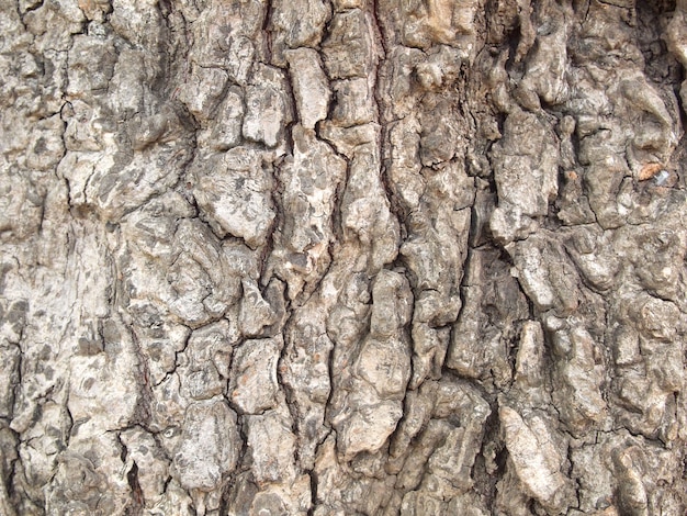 Texture d&#39;écorce d&#39;arbre