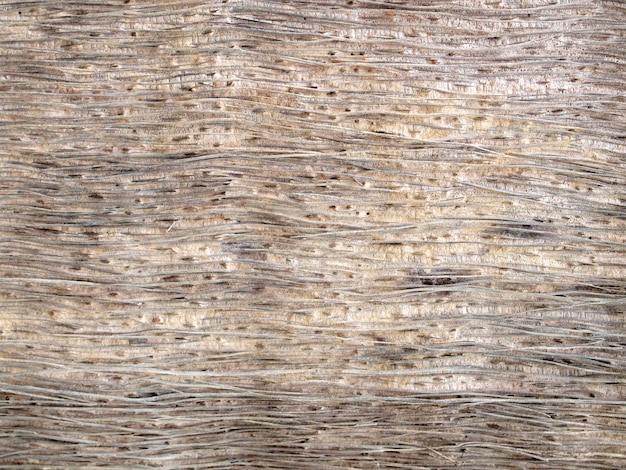 Texture d&#39;écorce d&#39;arbre