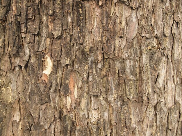 Texture de l'écorce d'arbre