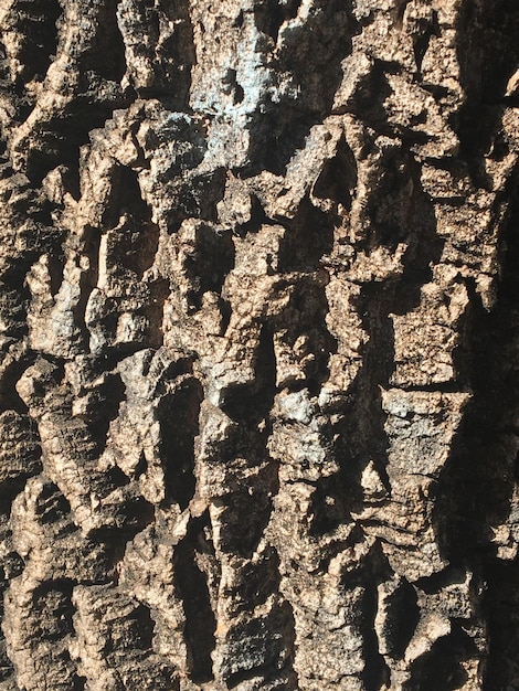 Texture de l'écorce d'un arbre