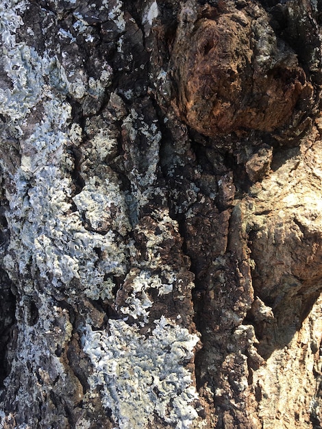 Texture de l'écorce d'un arbre