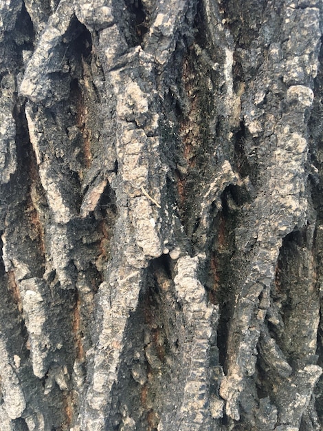 Texture de l&#39;écorce d&#39;un arbre