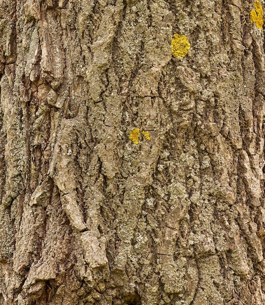 Texture de l'écorce d'arbre