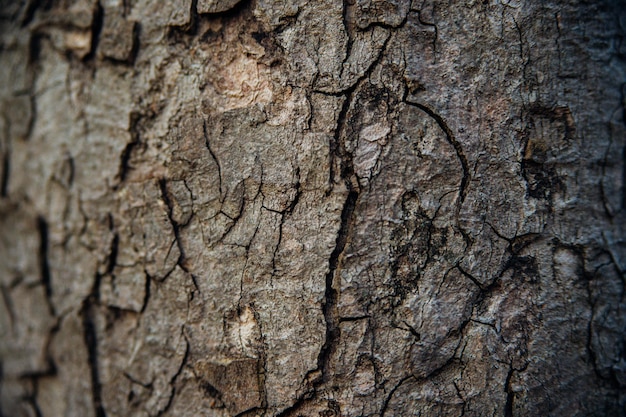 La texture de l'écorce des arbres. Arbre dans le gros plan du parc. Texture et arrière-plan en relief.