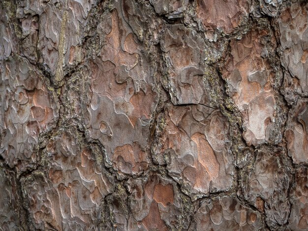 La texture de l'écorce des arbres. Fond d'écorce de pin.