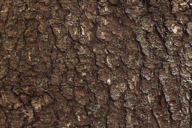 La texture de l'écorce des arbres