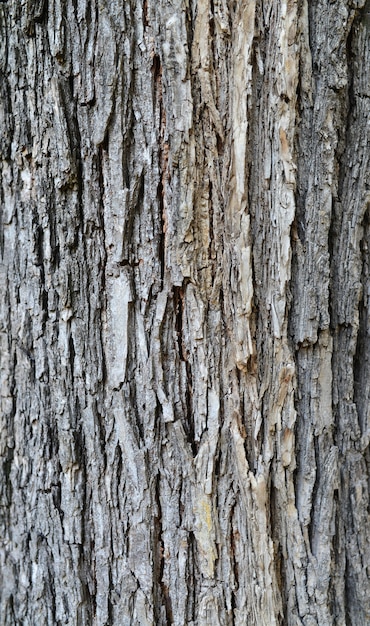 texture de l&#39;écorce des arbres