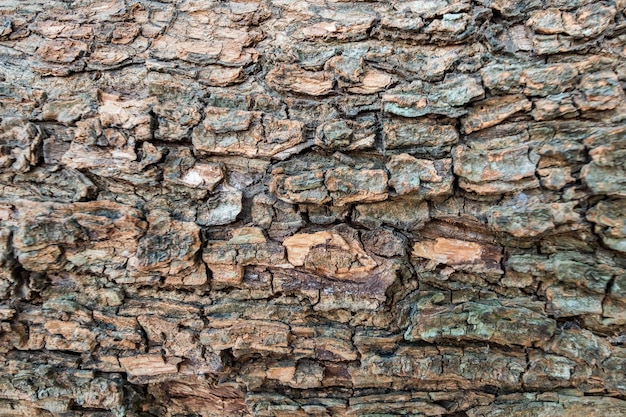 Texture d'écorce de bois de surface rugueuse brune