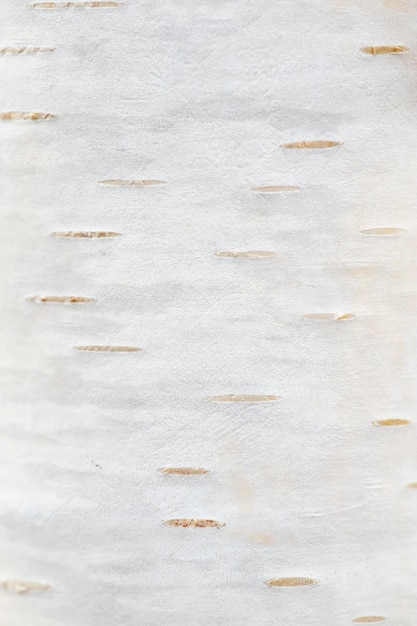 Texture d'une écorce de bouleau d'un jeune arbre Fond d'écran Macro