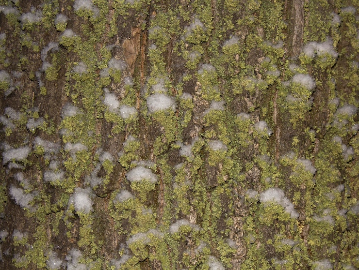 Photo texture d'écorce de chêne