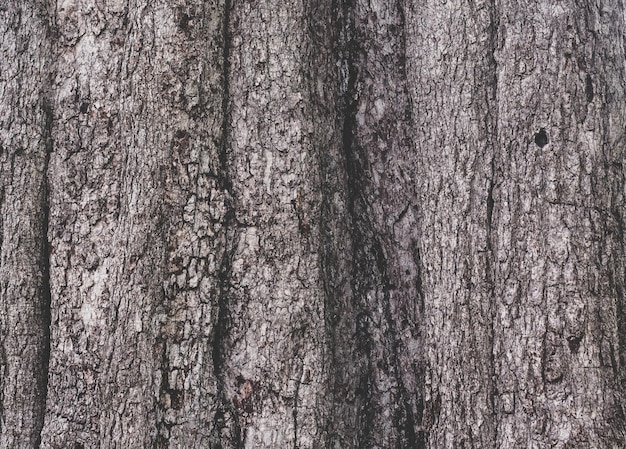 Texture de l'écorce dans la forêt. Gros plan de la photographie de stock.