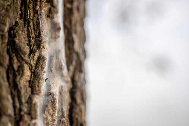 Texture d'écorce du brun de l'arbre