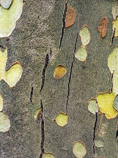 Texture de l'écorce du sycomore oriental Platanus orientalis en latin Retour militaire naturel