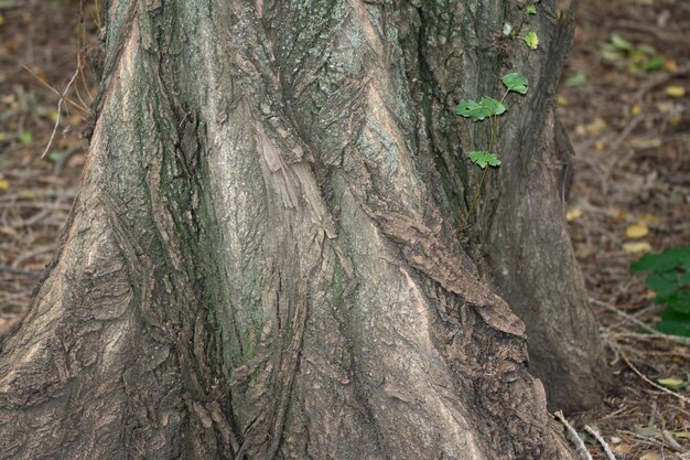 texture de l'écorce du vieil arbre