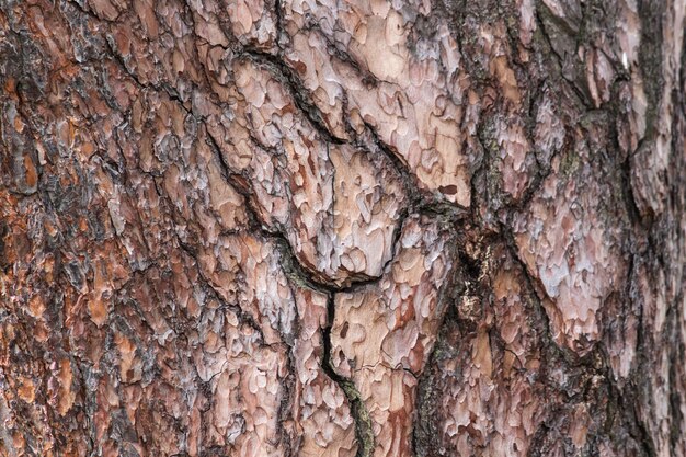 Texture d&#39;écorce de pin dans la forêt. Fond d&#39;écorce d&#39;arbre.