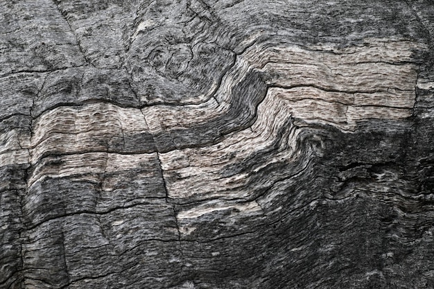 Texture de l'écorce sèche d'un arbre