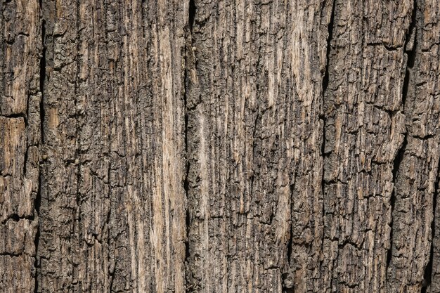 Texture De L'écorce De Surface Se Bouchent Comme Un Fond