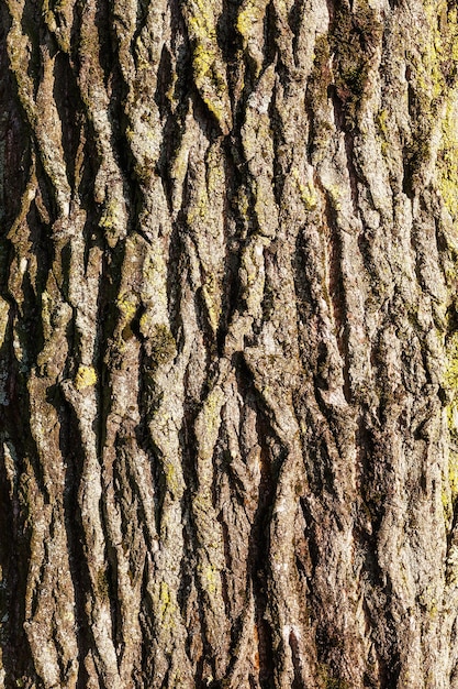 Texture d'écorce de tilleul