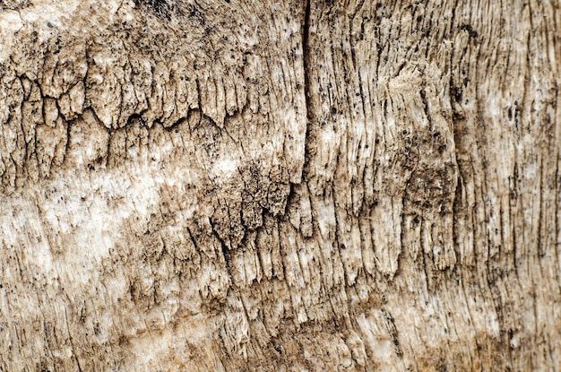 texture d&#39;écorce