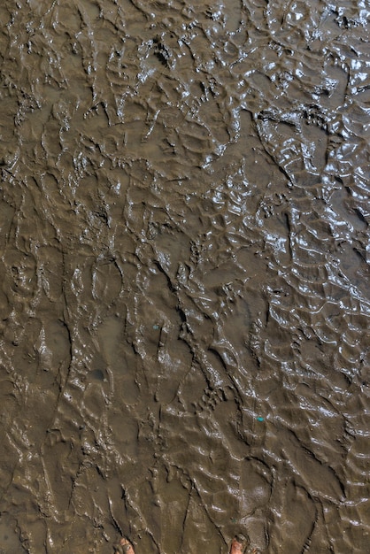 La texture des empreintes de pas sur le sol de boue humide rugueux dans la forêt de mangrove