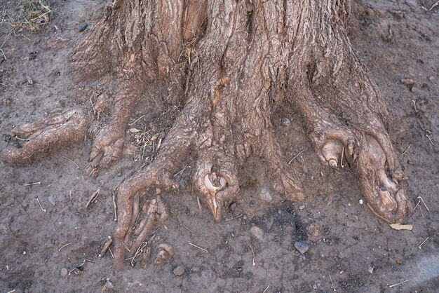 Texture d'énormes racines d'arbres anciens