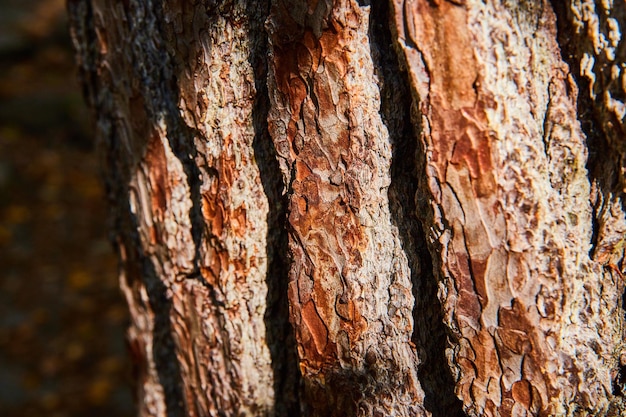 Texture épaisse d'écorce d'arbre brune d'angle dans la lumière crue