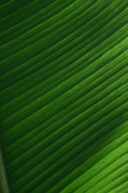 Texture esthétique de feuille verte avec dégradé d'ombre