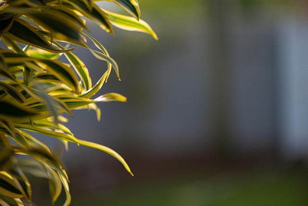 Texture de feuillage d'arbre et de buisson