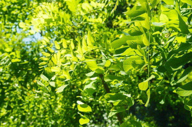 Texture de feuille d'acacia sur fond de ciel bleu