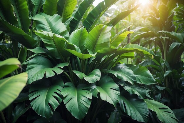 Texture de feuille de banane tropicale grand feuillage de palmier nature fond vert foncé