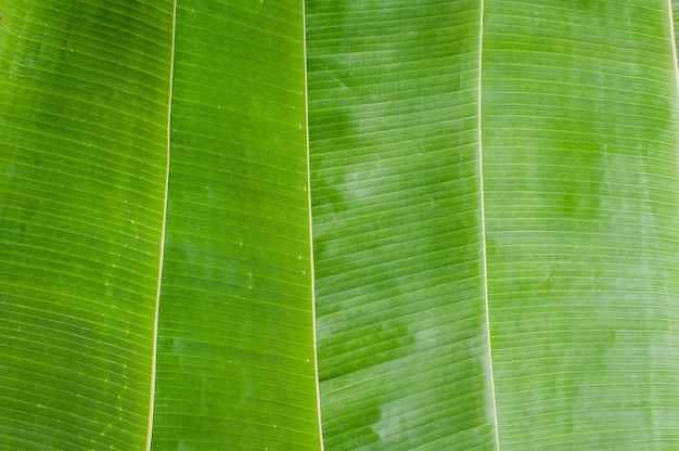 Texture de feuille de bananier. Contexte tropical