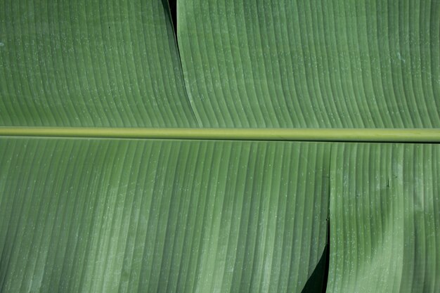 Texture de feuille de bananier vert ou fond naturel