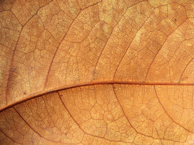 Texture de feuille brune sèche