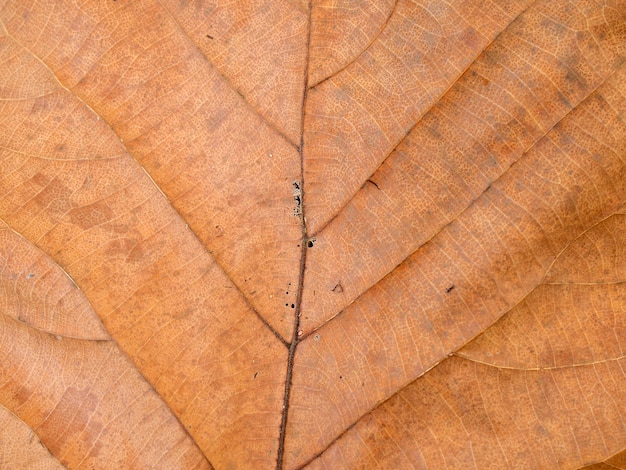 texture de feuille brune sèche