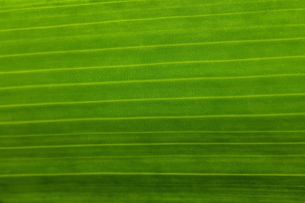 Texture de la feuille du gros plan de la fleur d'iris