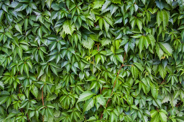 Texture De Feuille De Lierre, Fond Vert