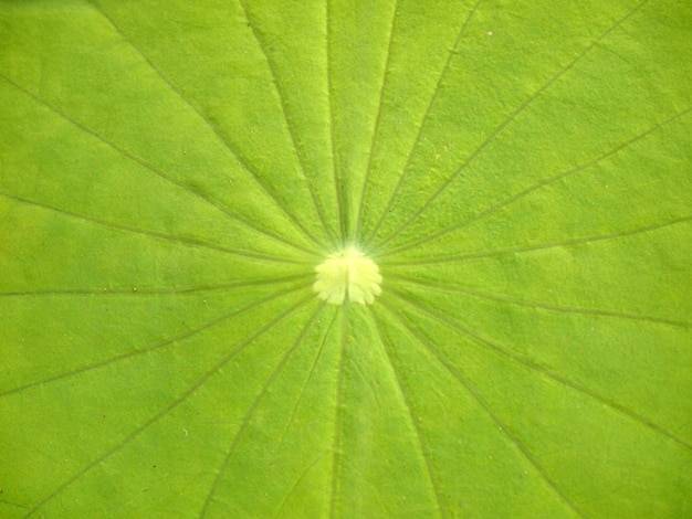 texture de la feuille de lotus