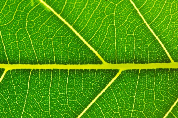 Texture feuille, macro