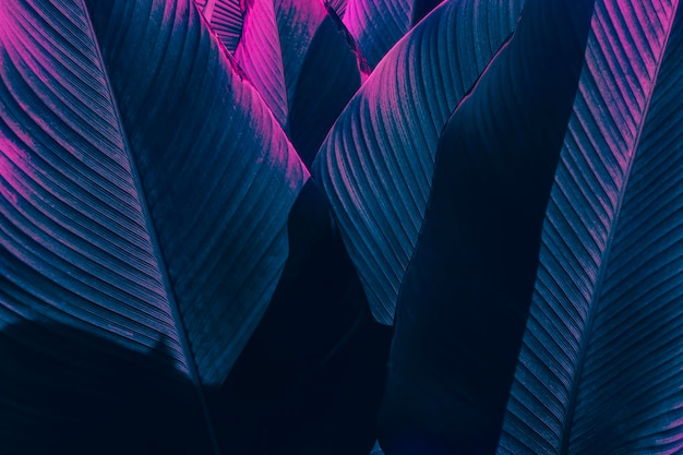 Texture de feuille de palmier bleu