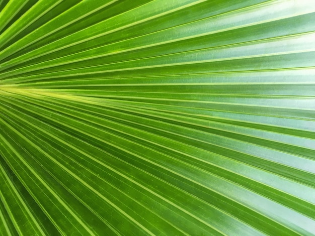 Texture de feuille de palmier vert