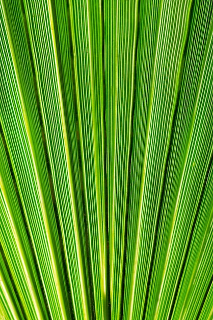 texture en feuille de palmier