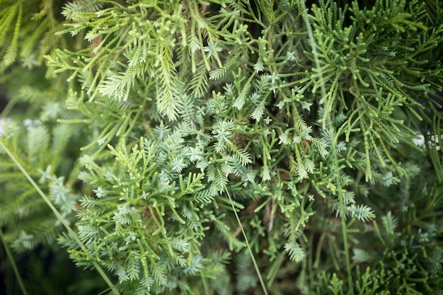 texture de feuille de pin et fond, gros plan